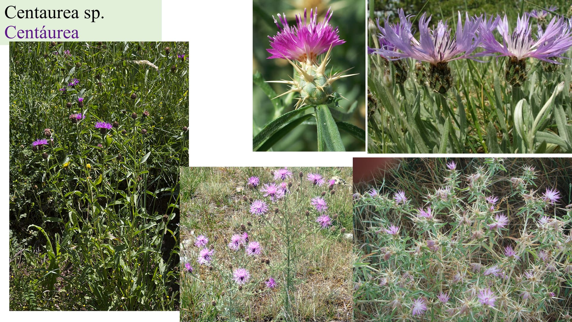 Asteraceae
