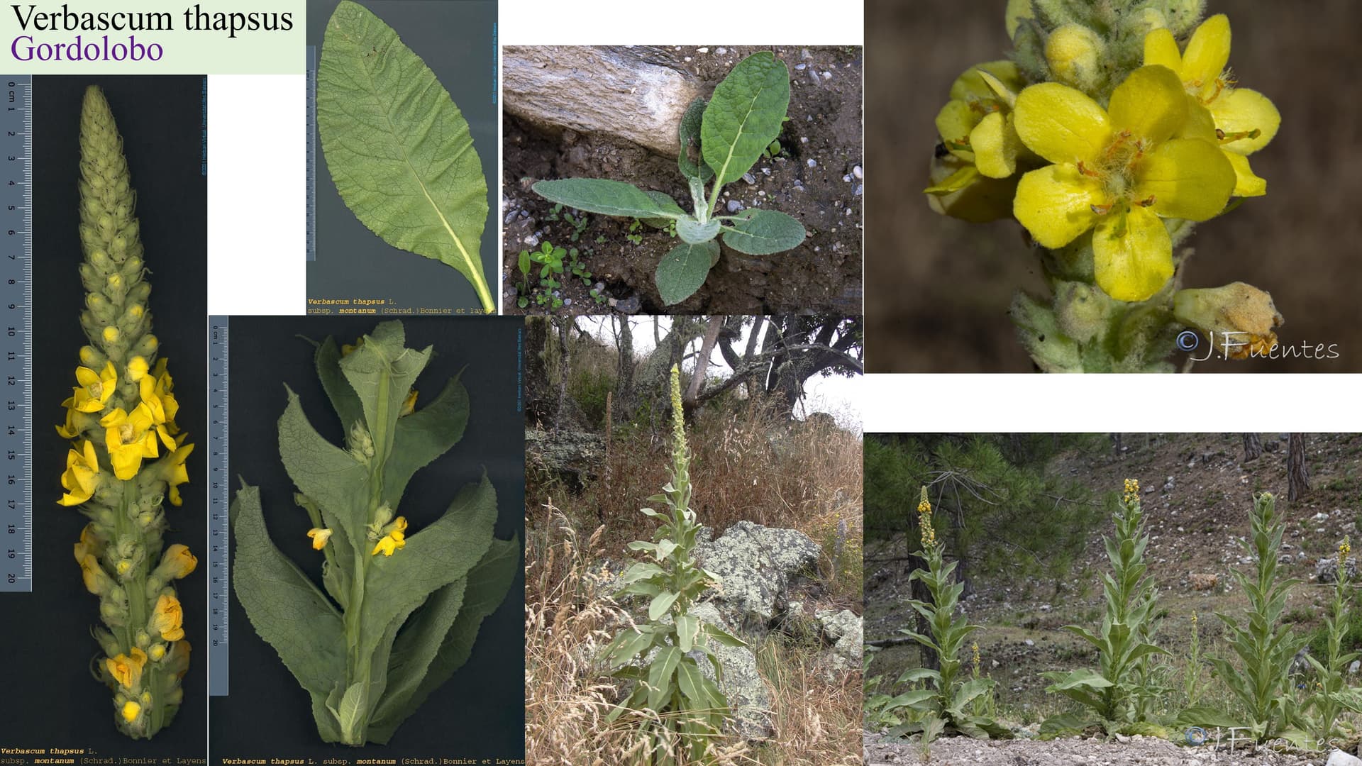 Verbascum thapsus