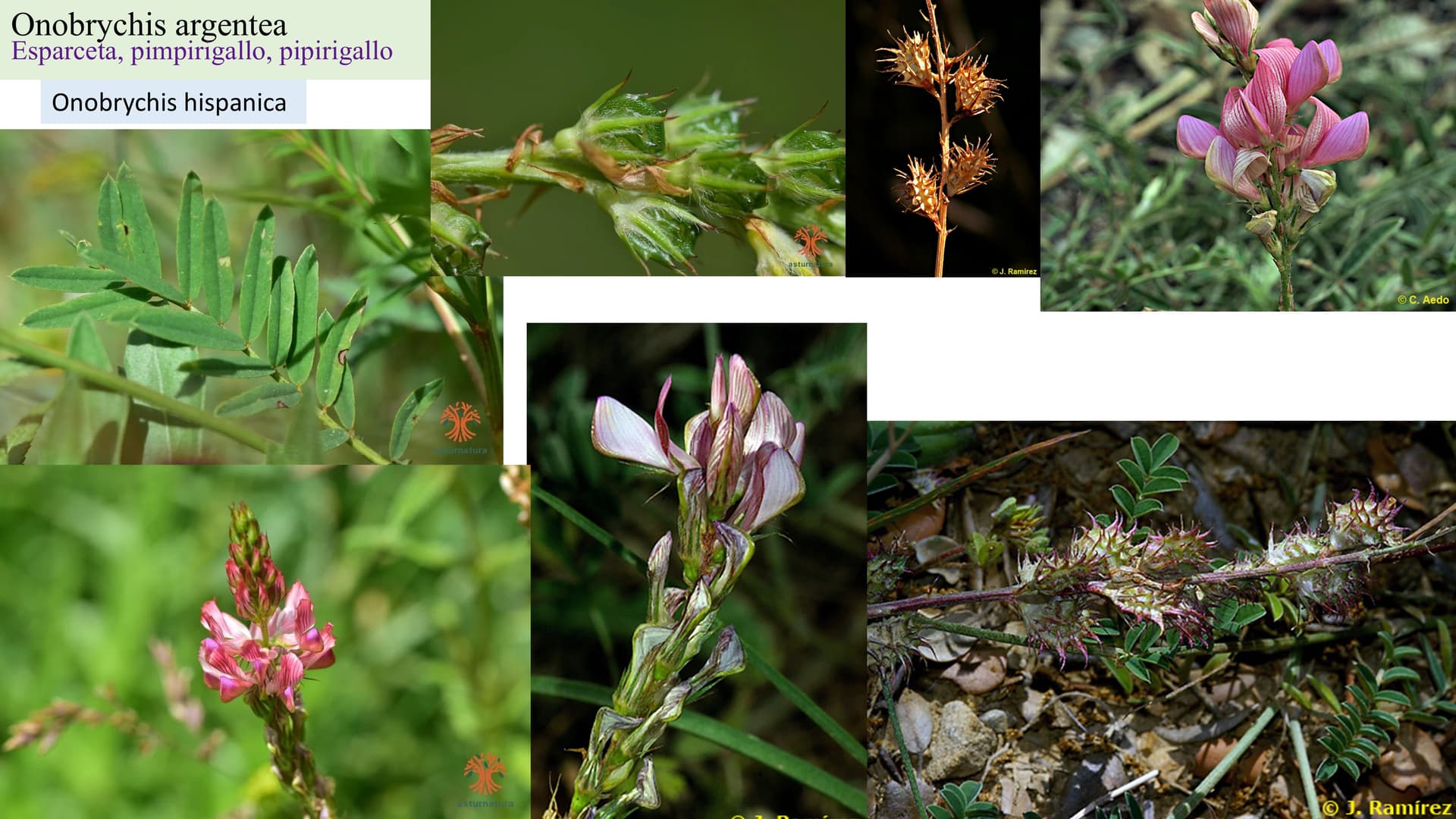 Onobrychis argentea