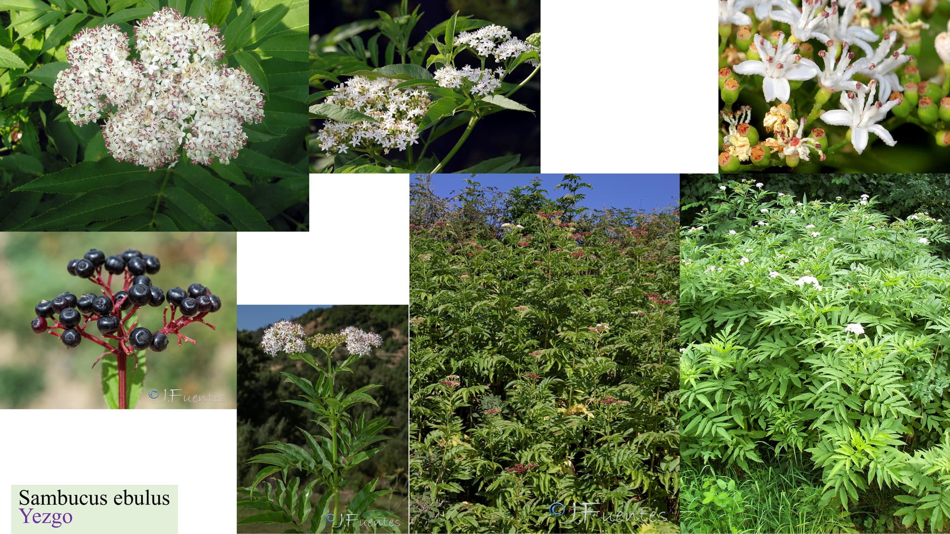 Sambucus ebulus