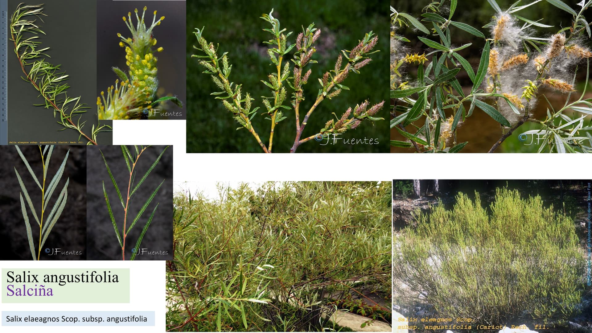 Salix angustifolia