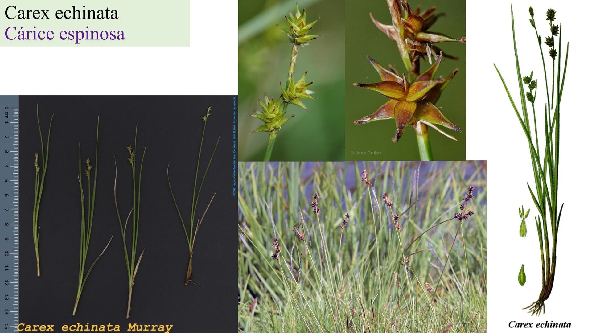 Carex echinata