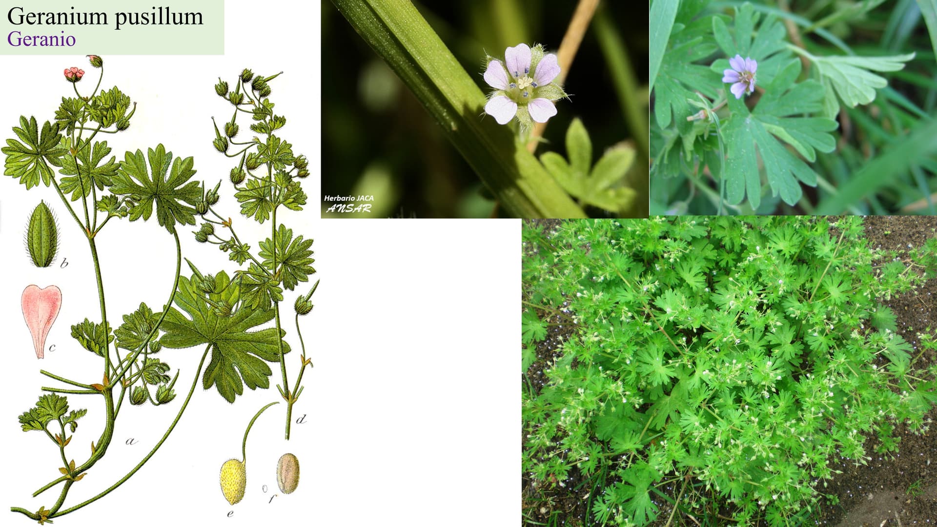 Geranium pusillum