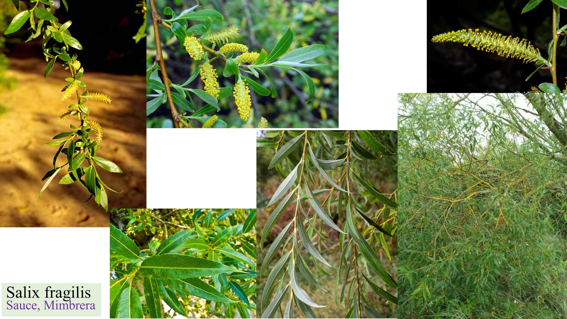 Salix fragilis
