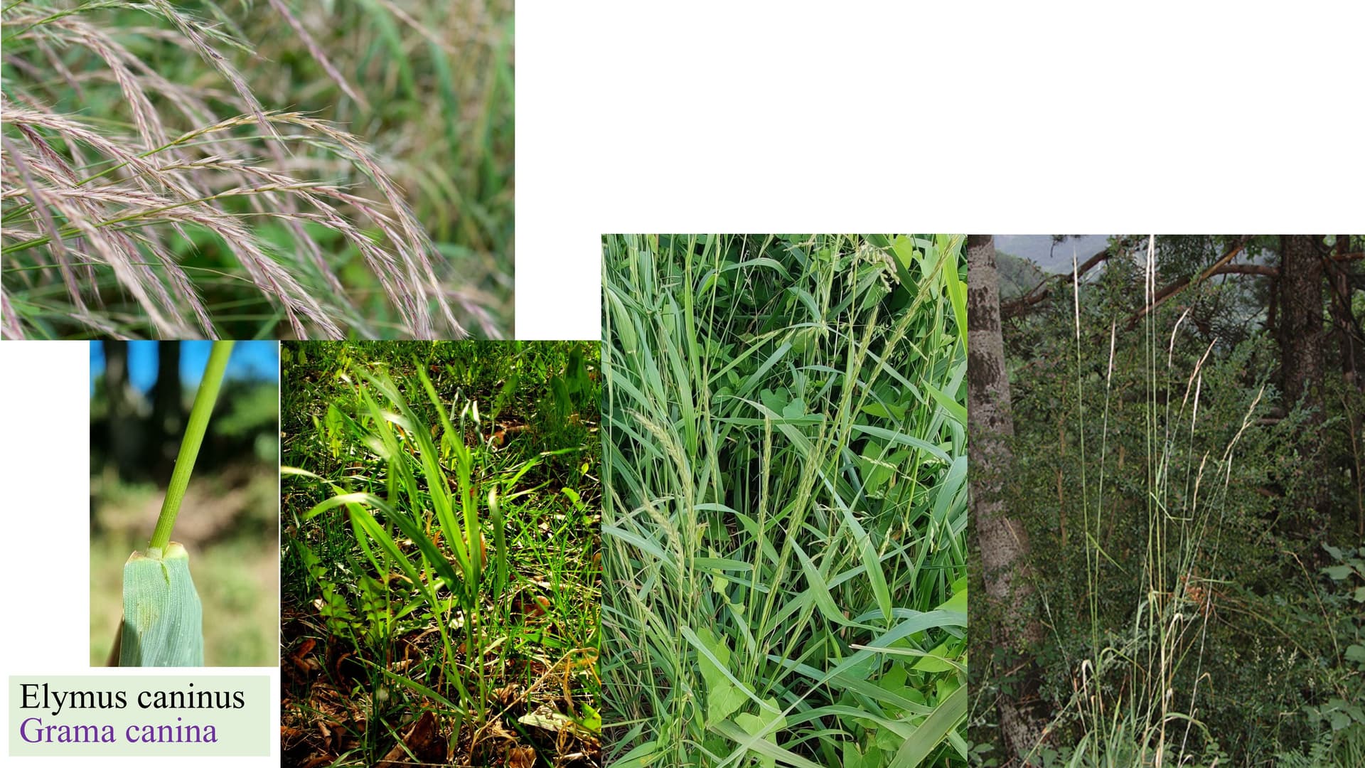 Elymus caninus