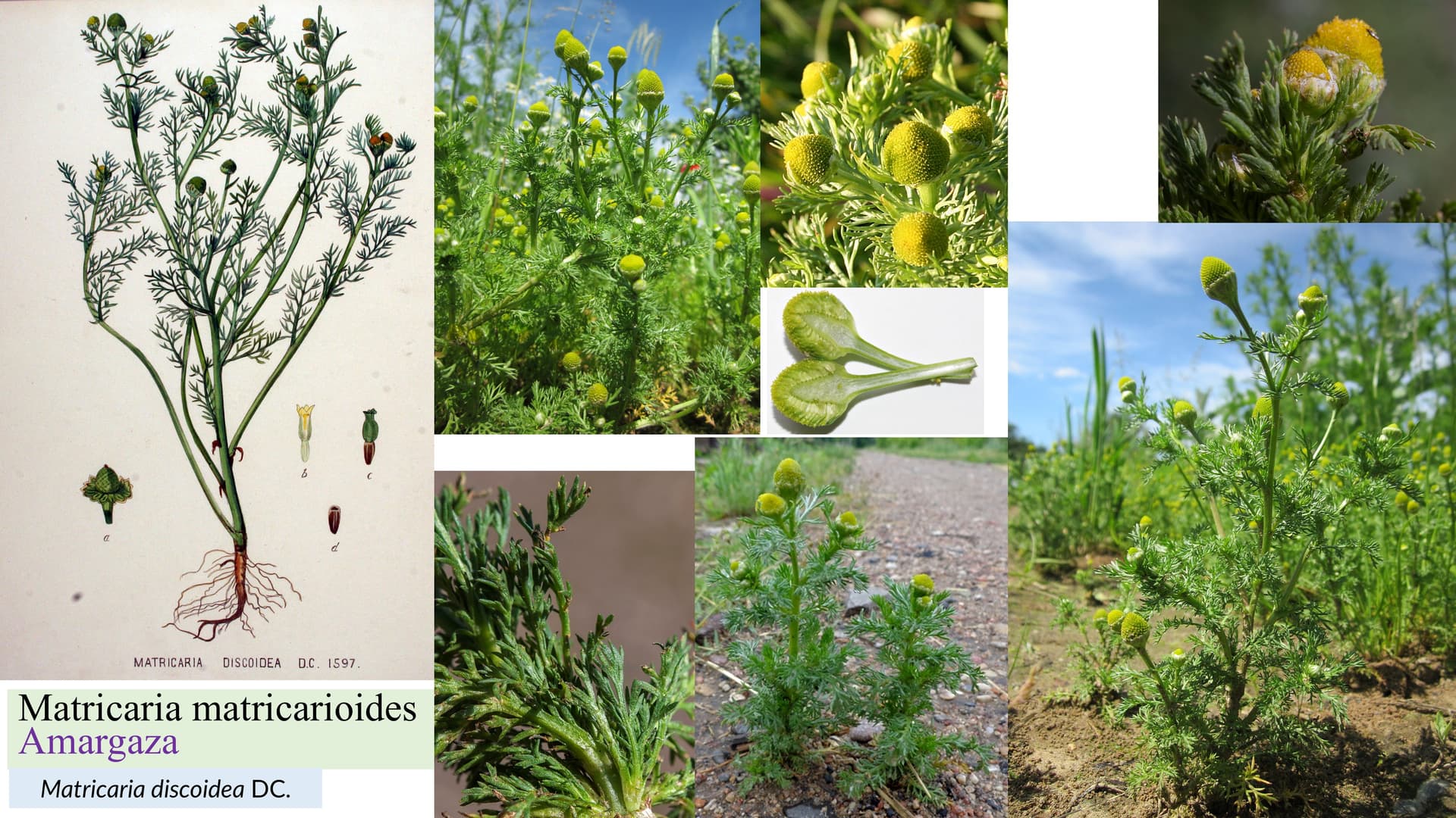 Matricaria matricarioides