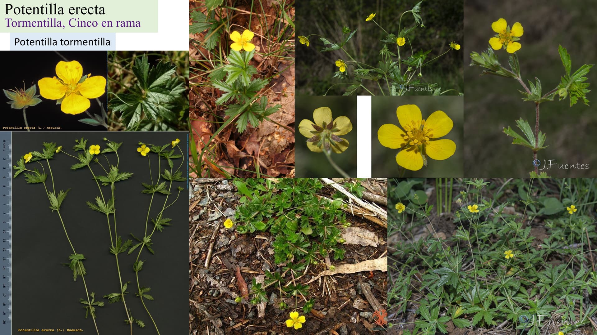 Potentilla erecta