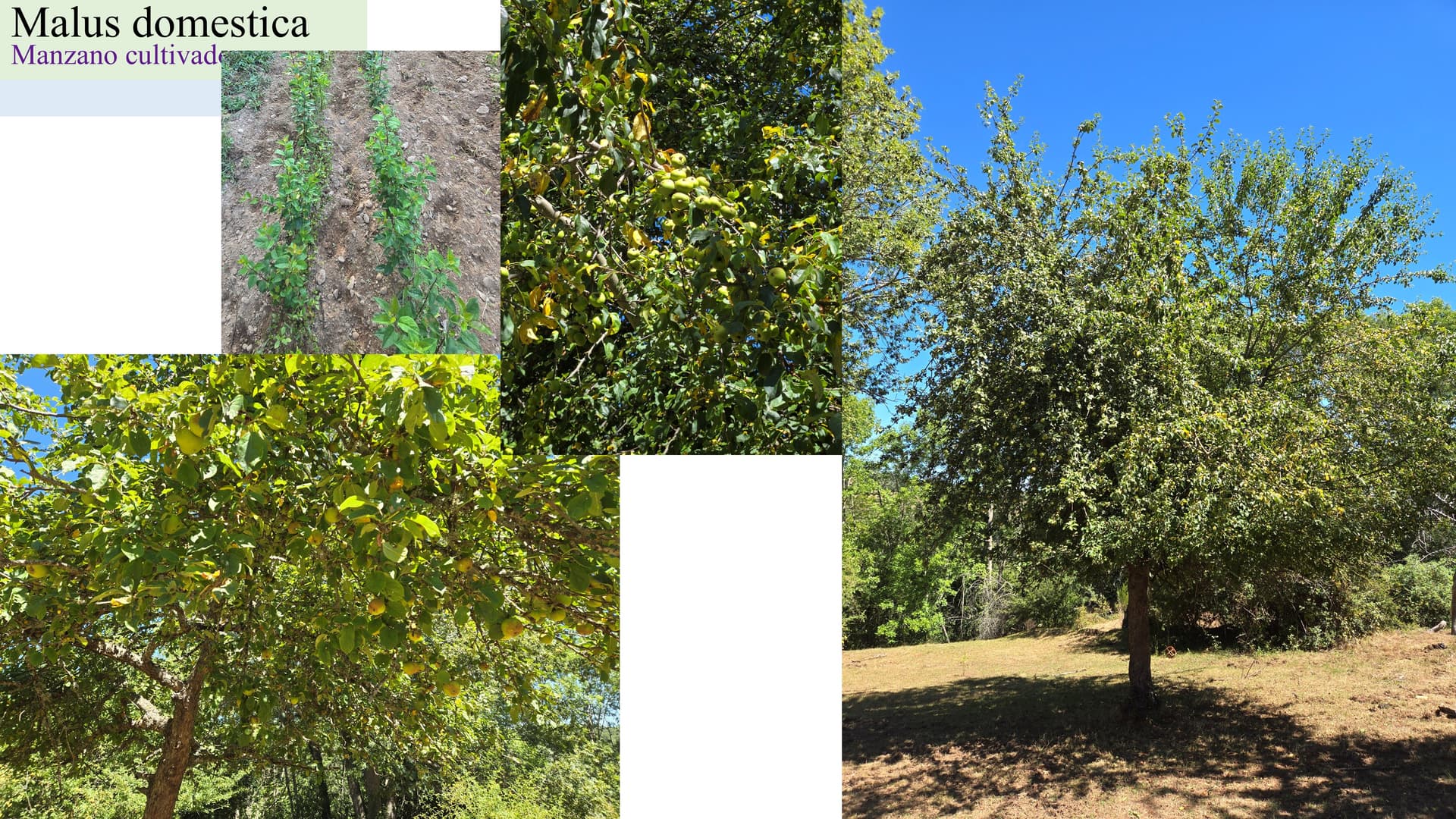 Malus domestica