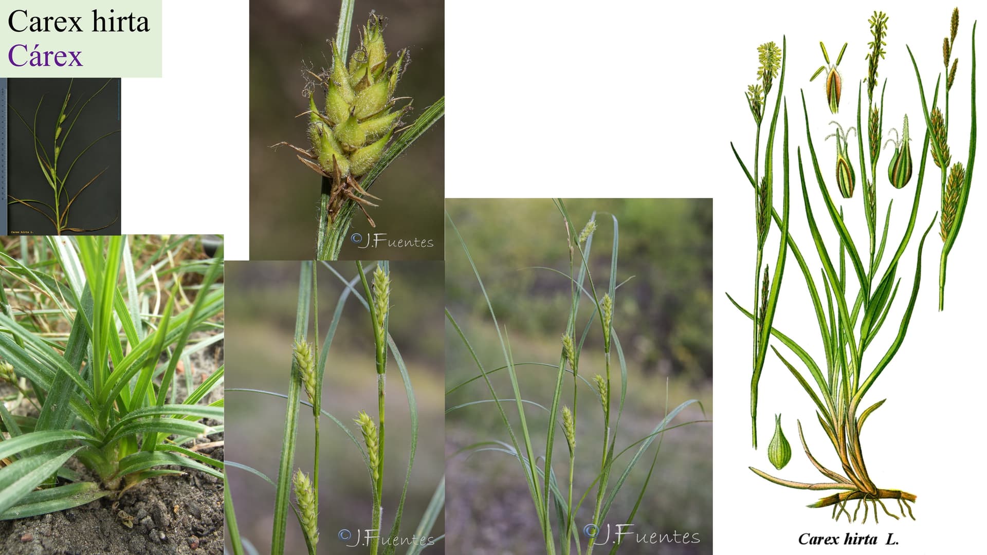 Carex hirta