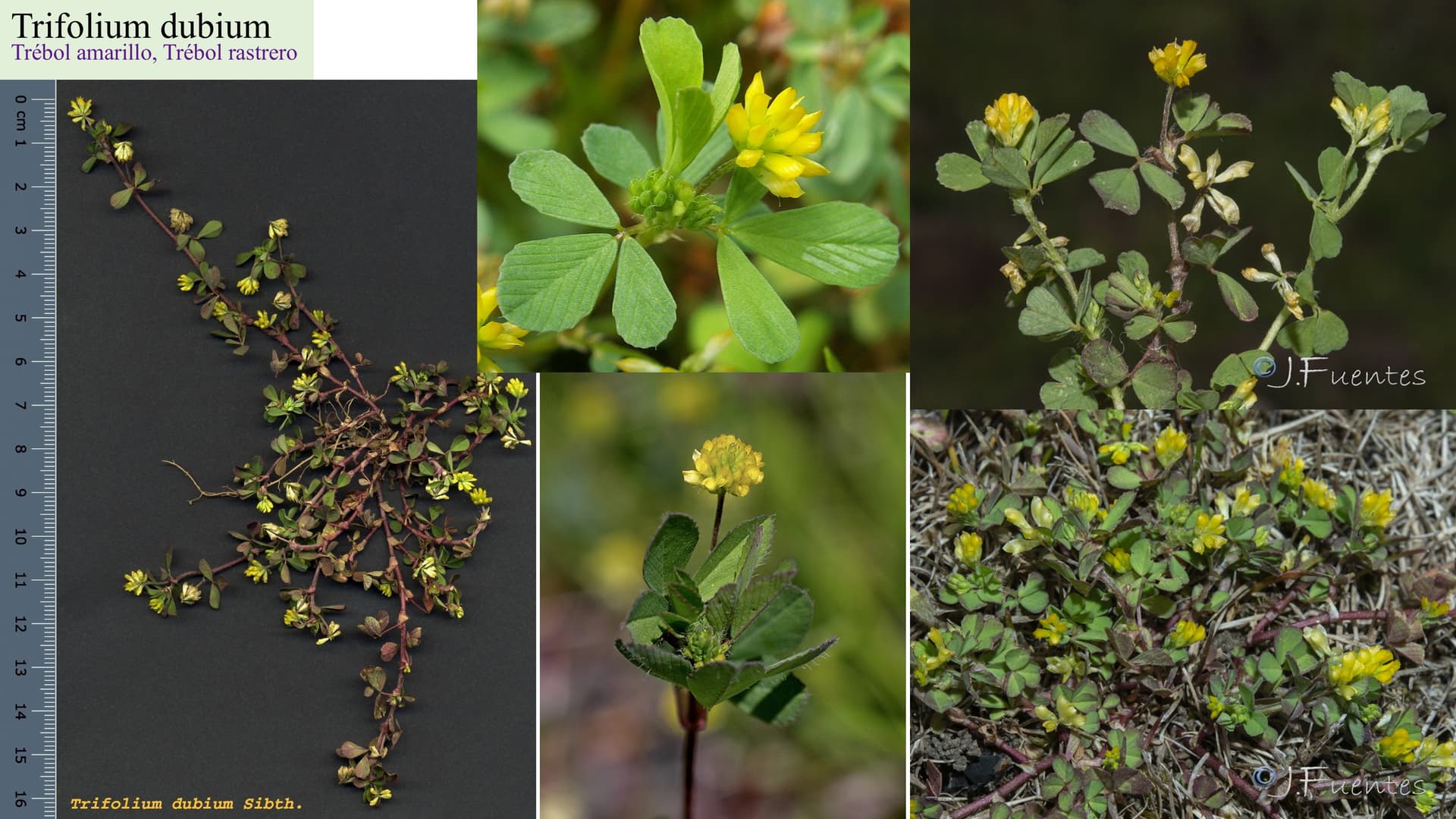 Trifolium dubium