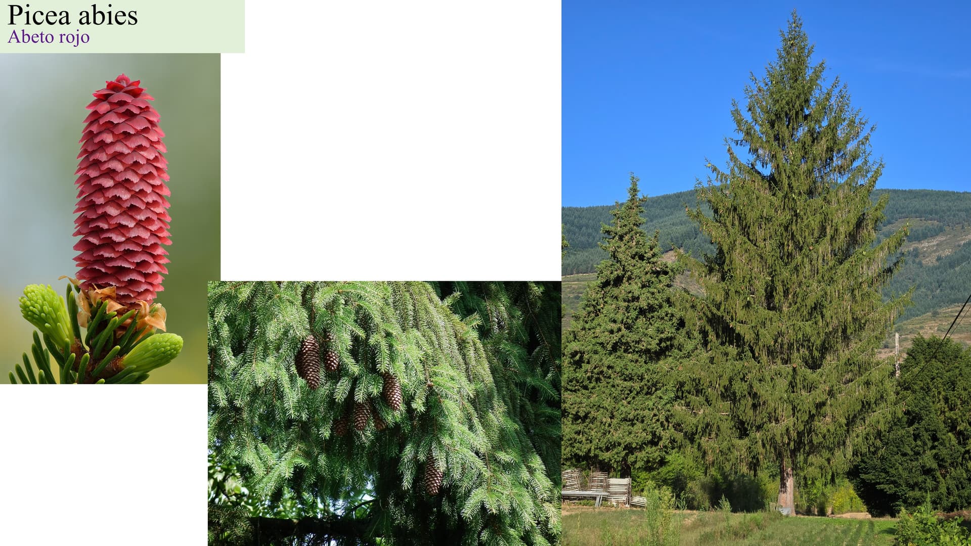 Picea abies