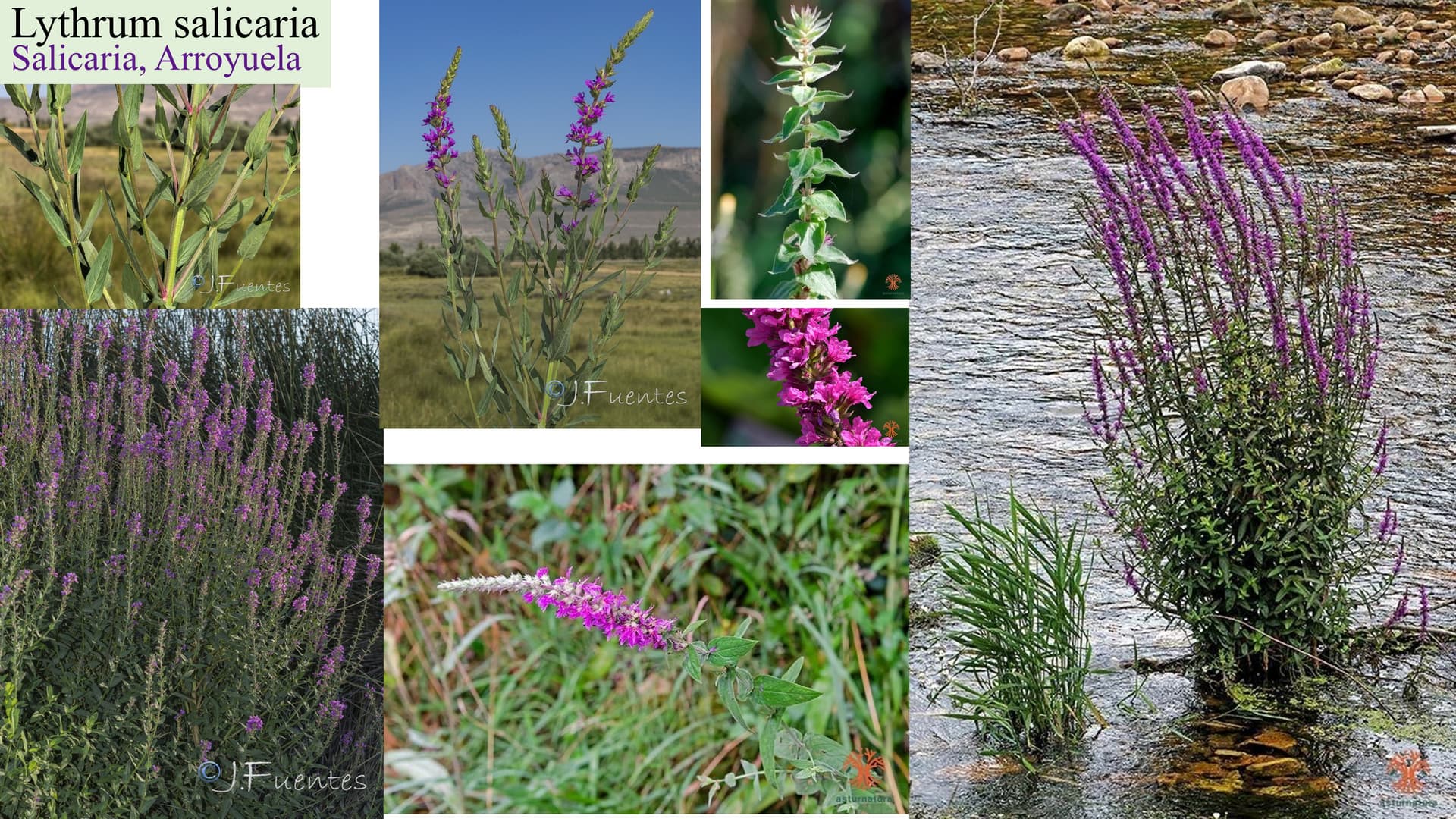Lythrum salicaria