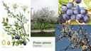 Prunus spinosa