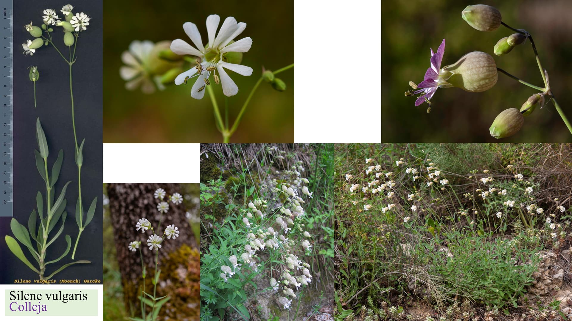 Silene vulgaris