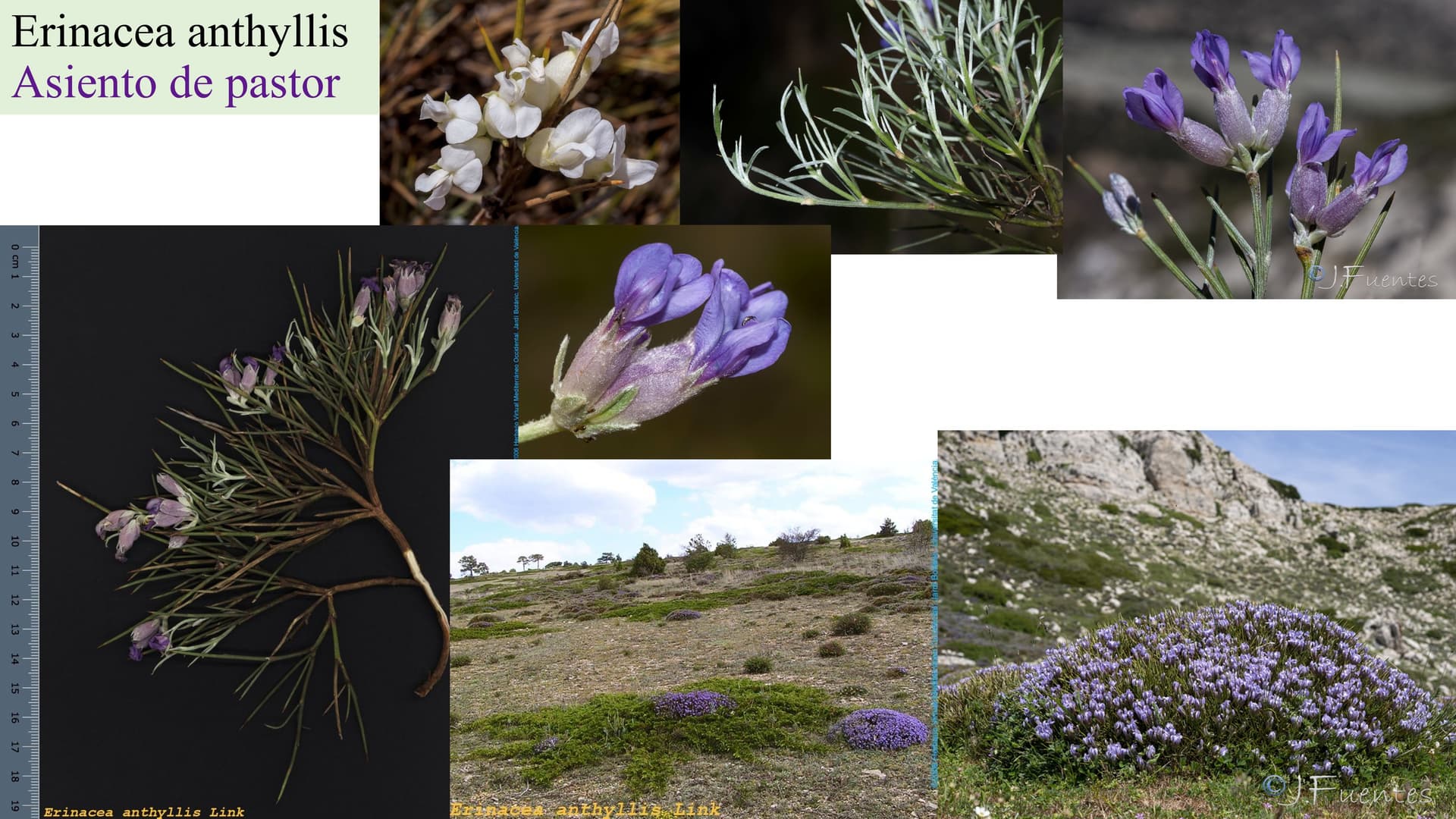 Erinacea anthyllis
