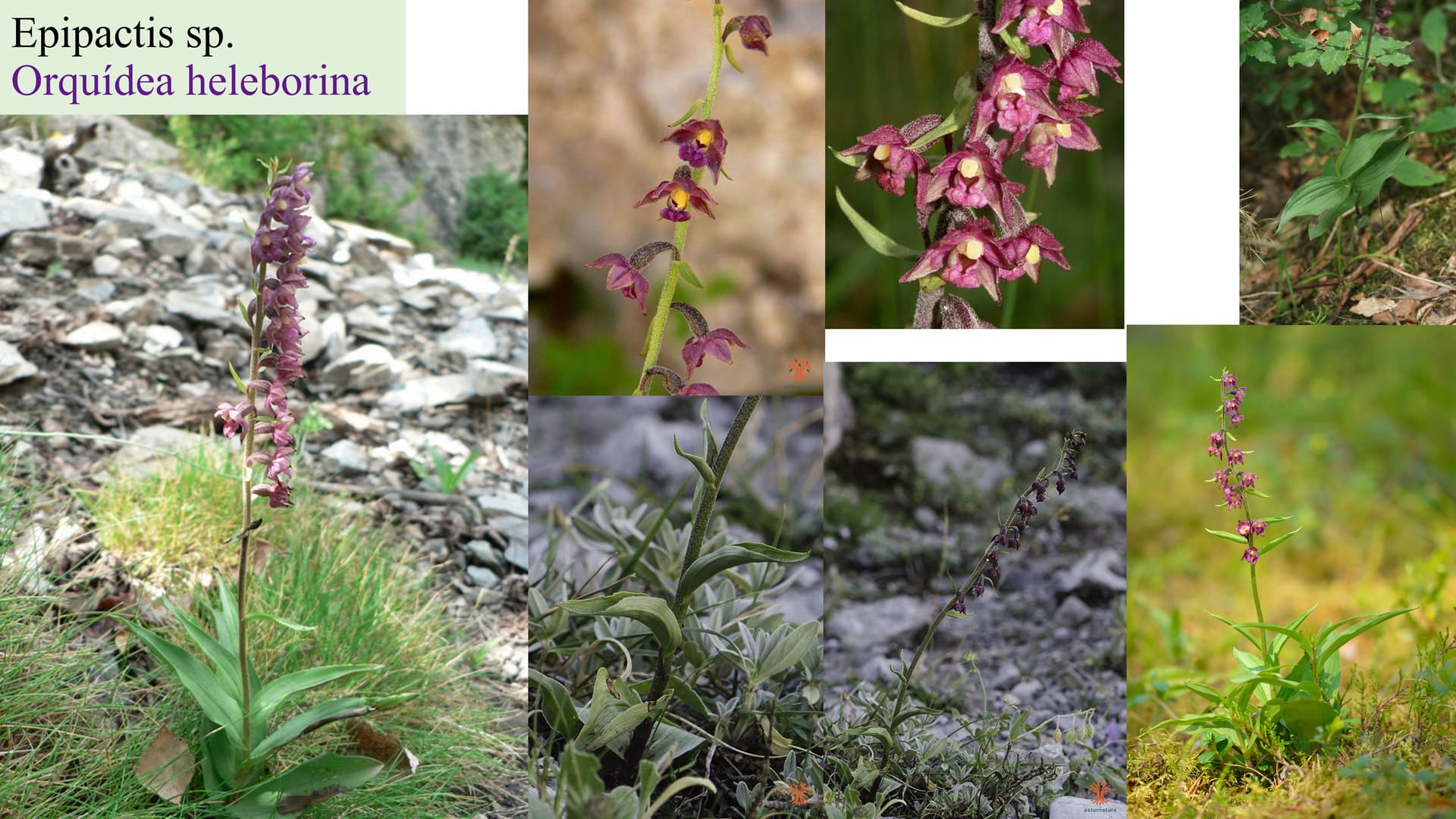Epipactis sp.