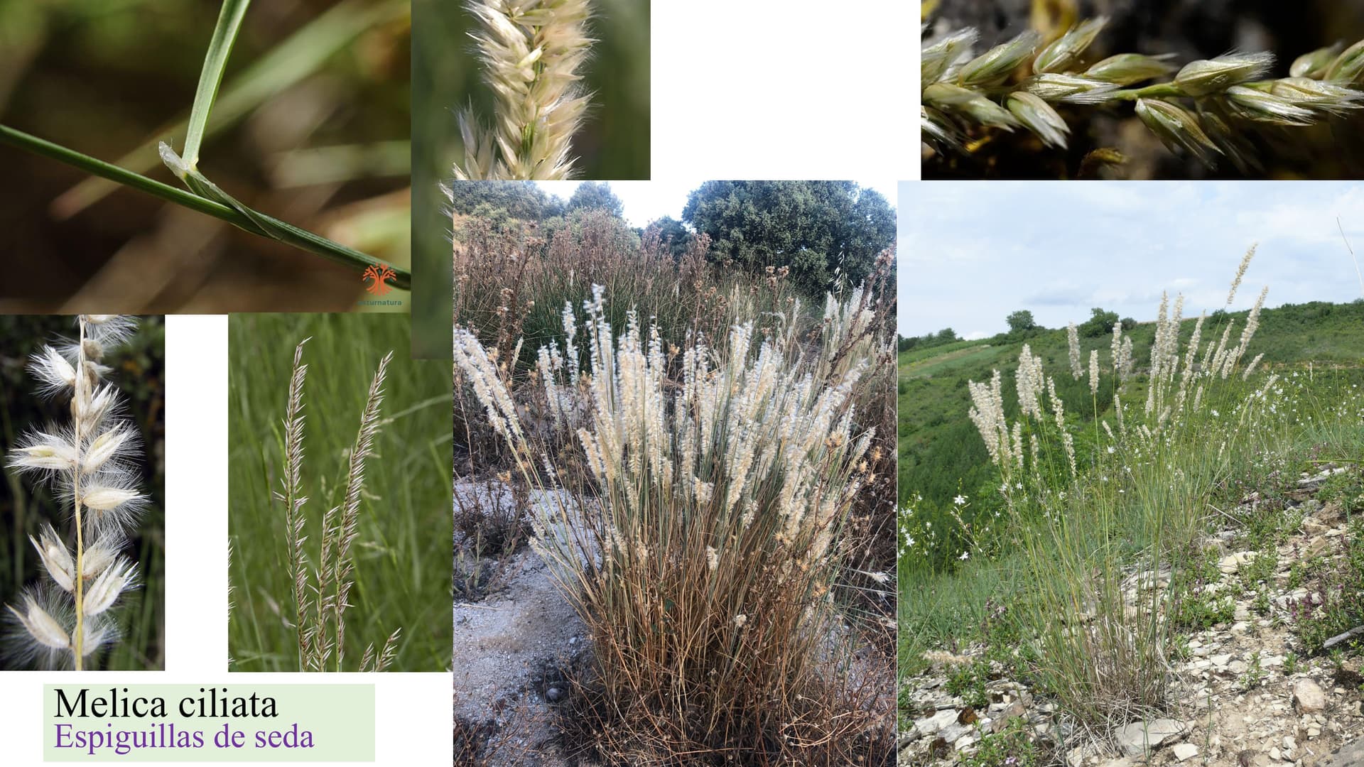 Melica ciliata
