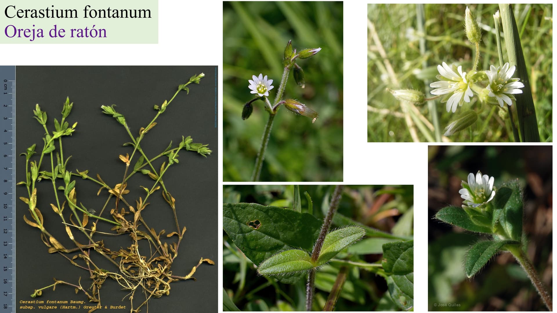 Cerastium fontanum
