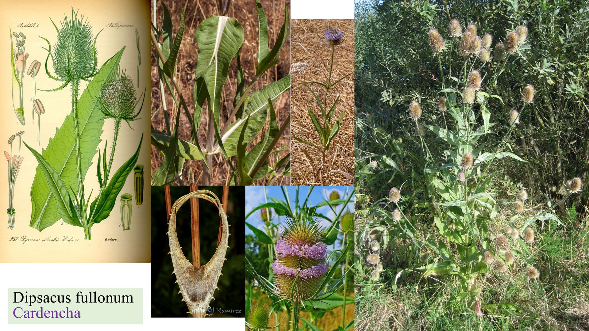 Dipsacus fullonum