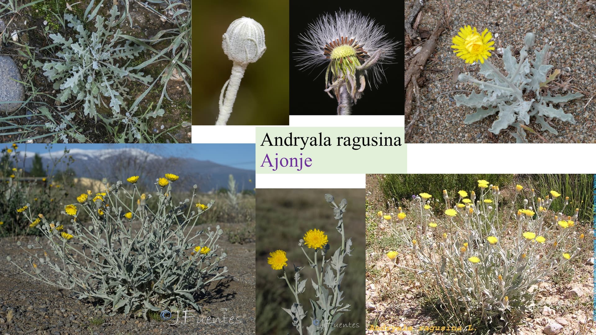Andryala