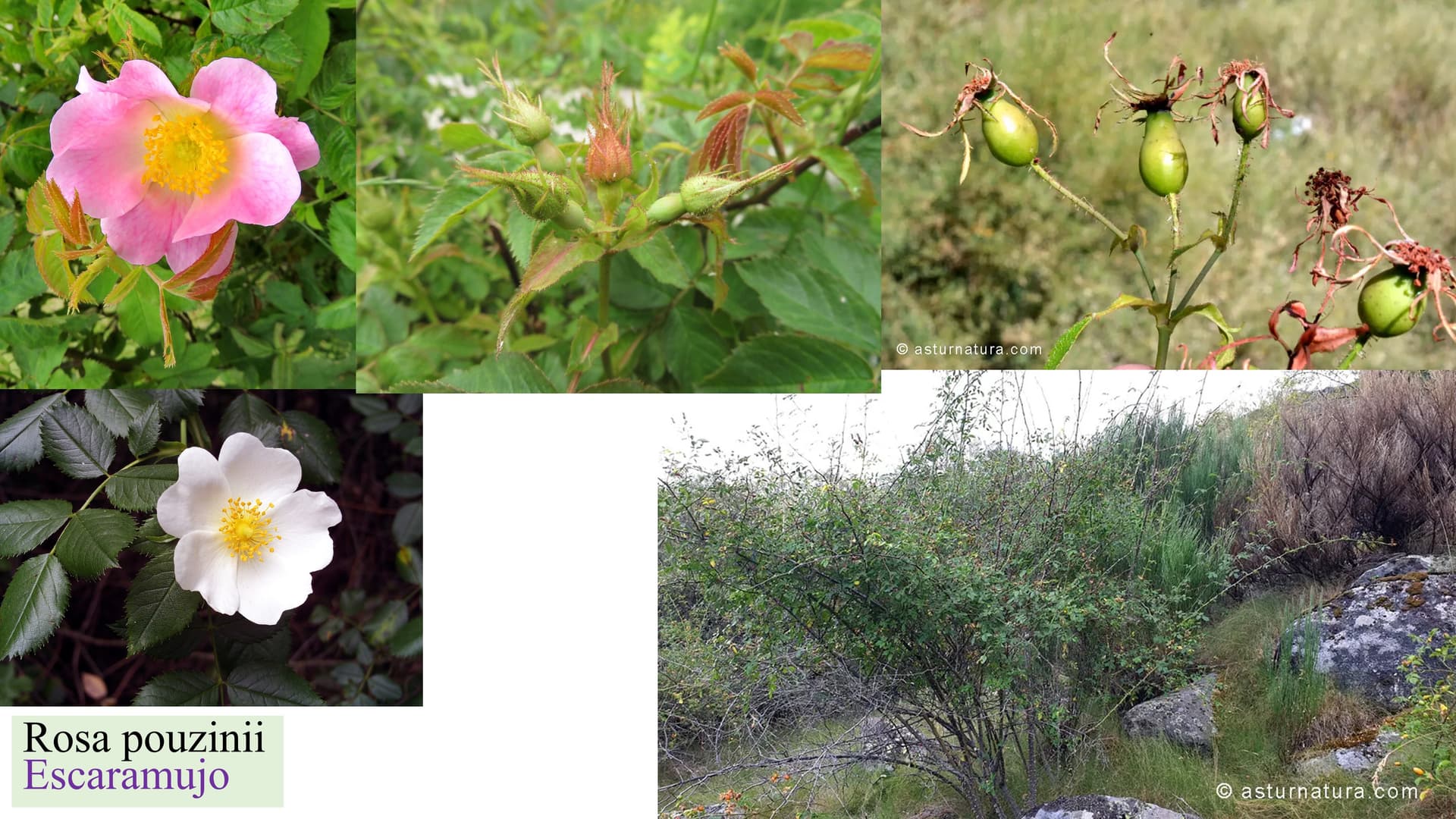 Rosa pouzinii