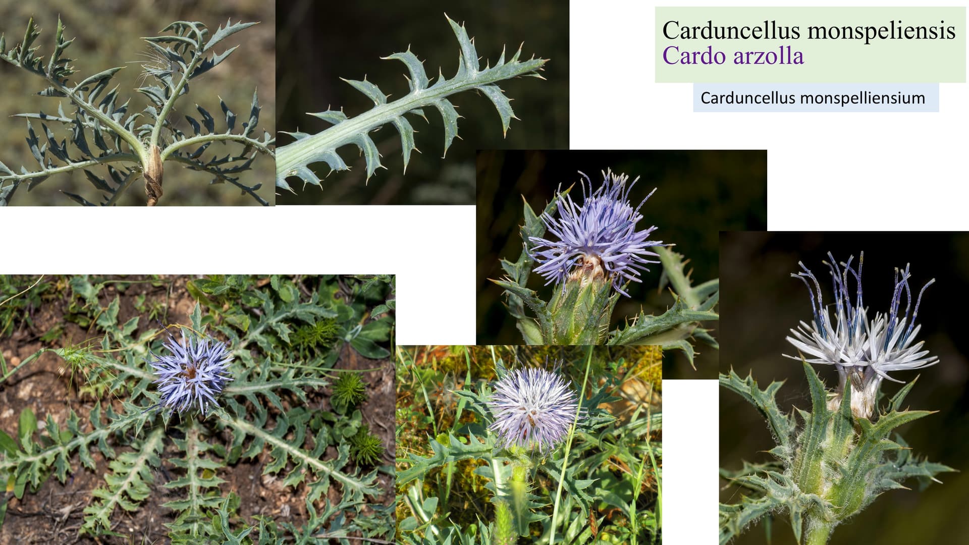 Carduncellus monspeliensis