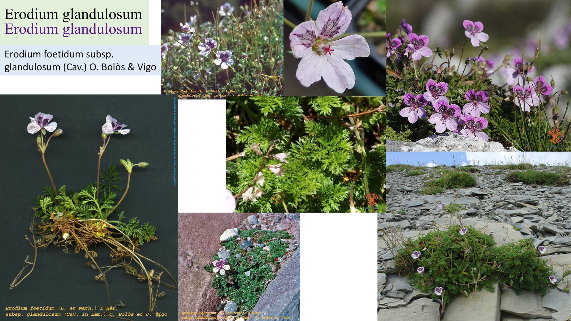 Erodium glandulosum