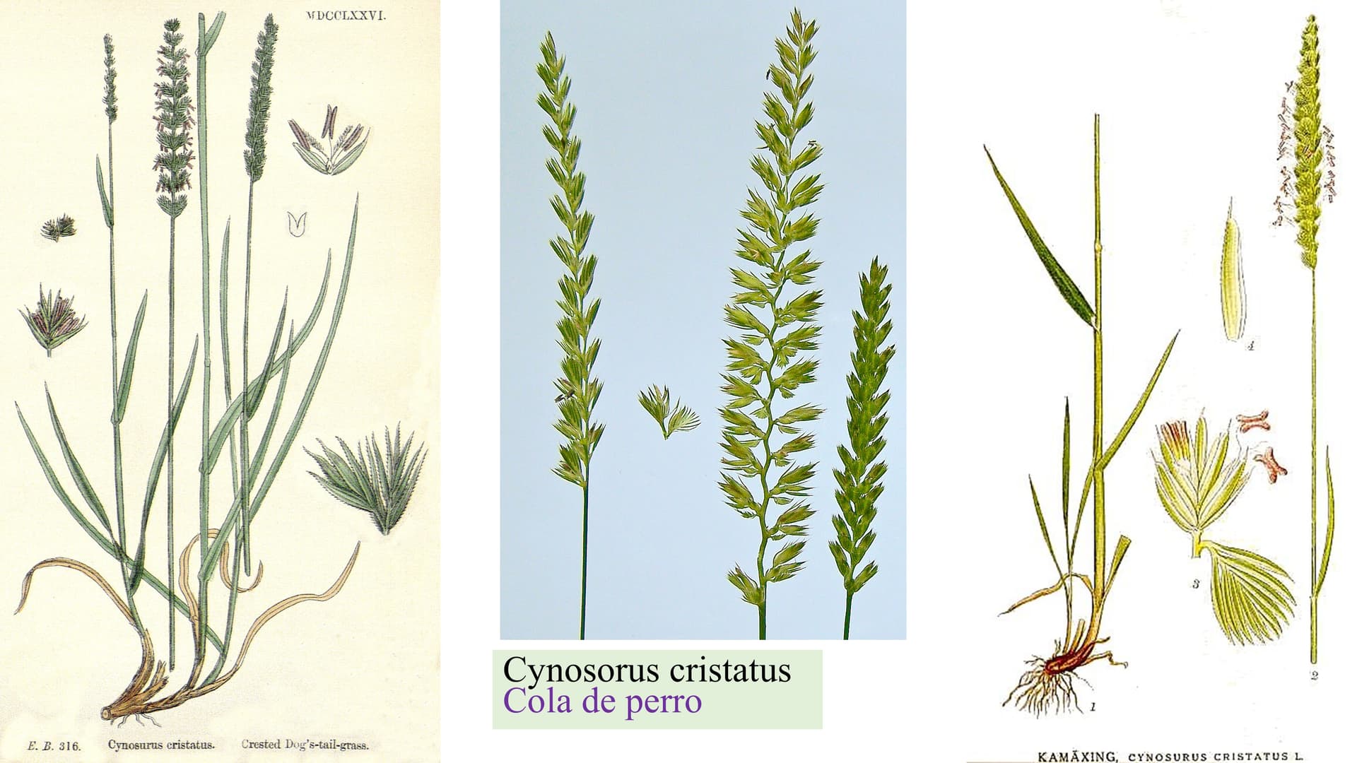 Cynosurus cristatus