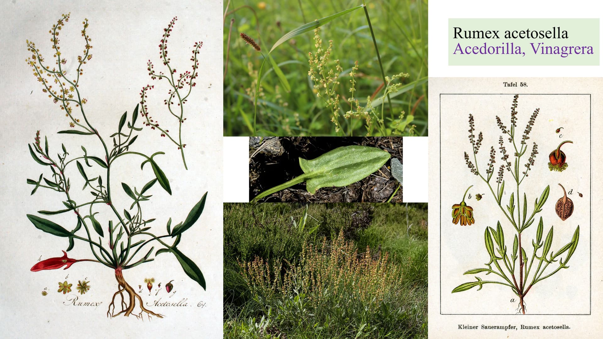 Rumex acetosella