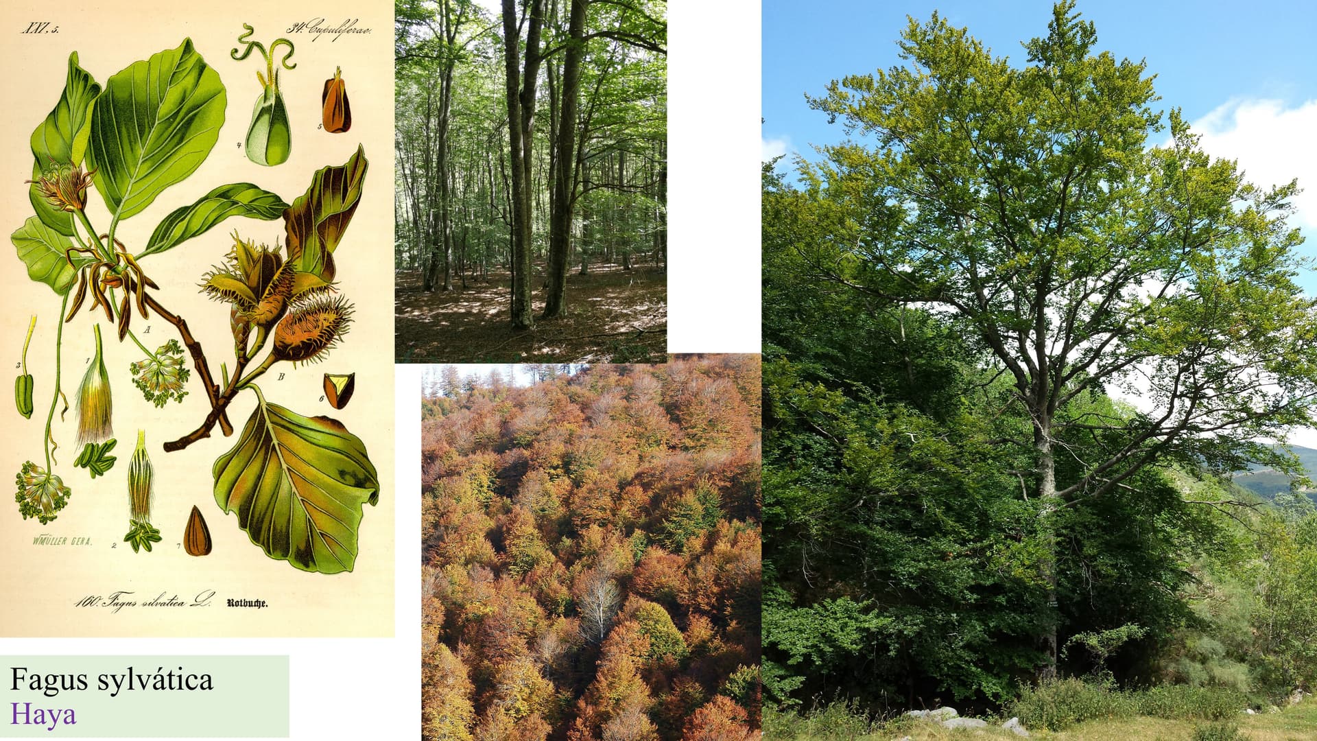 Fagus sylvatica