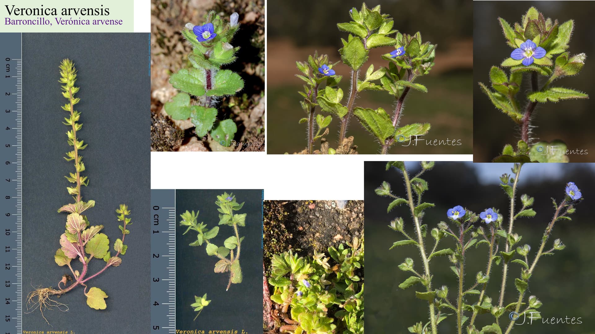 Veronica arvensis