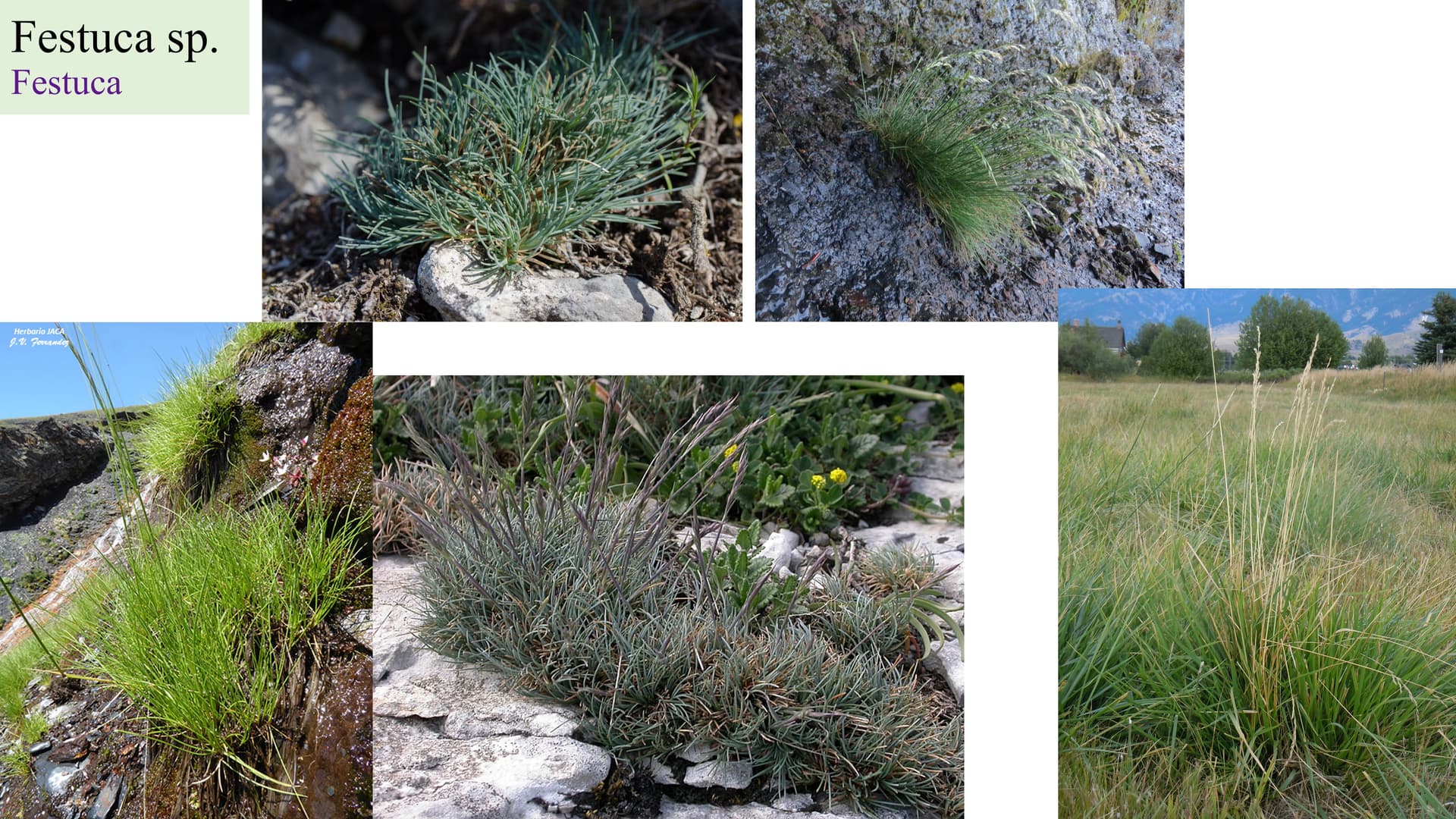 Festuca