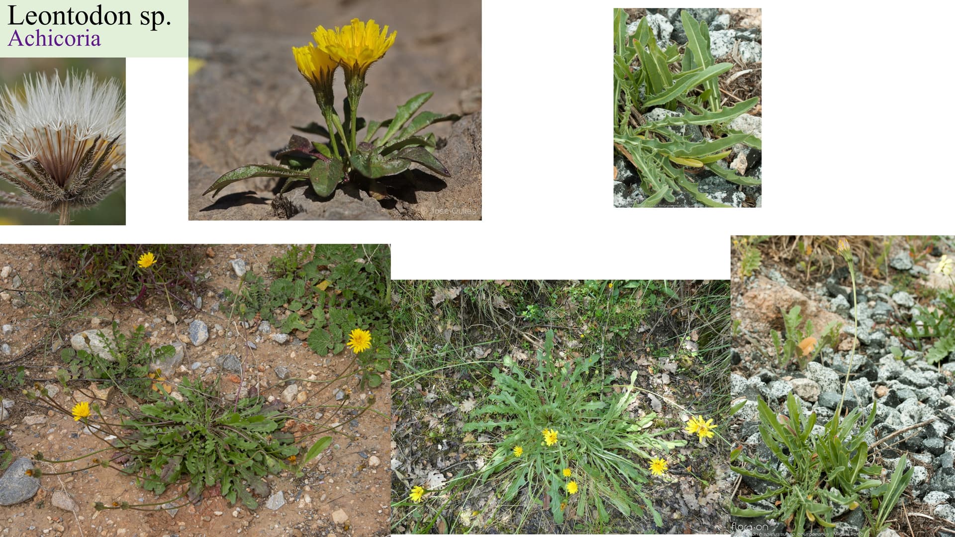 Leontodon sp.