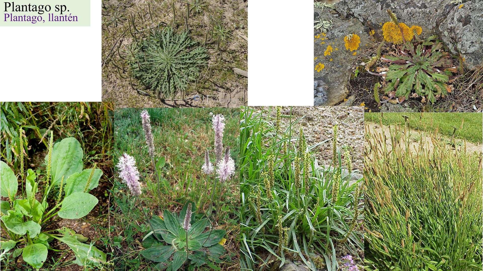 Plantago sp.