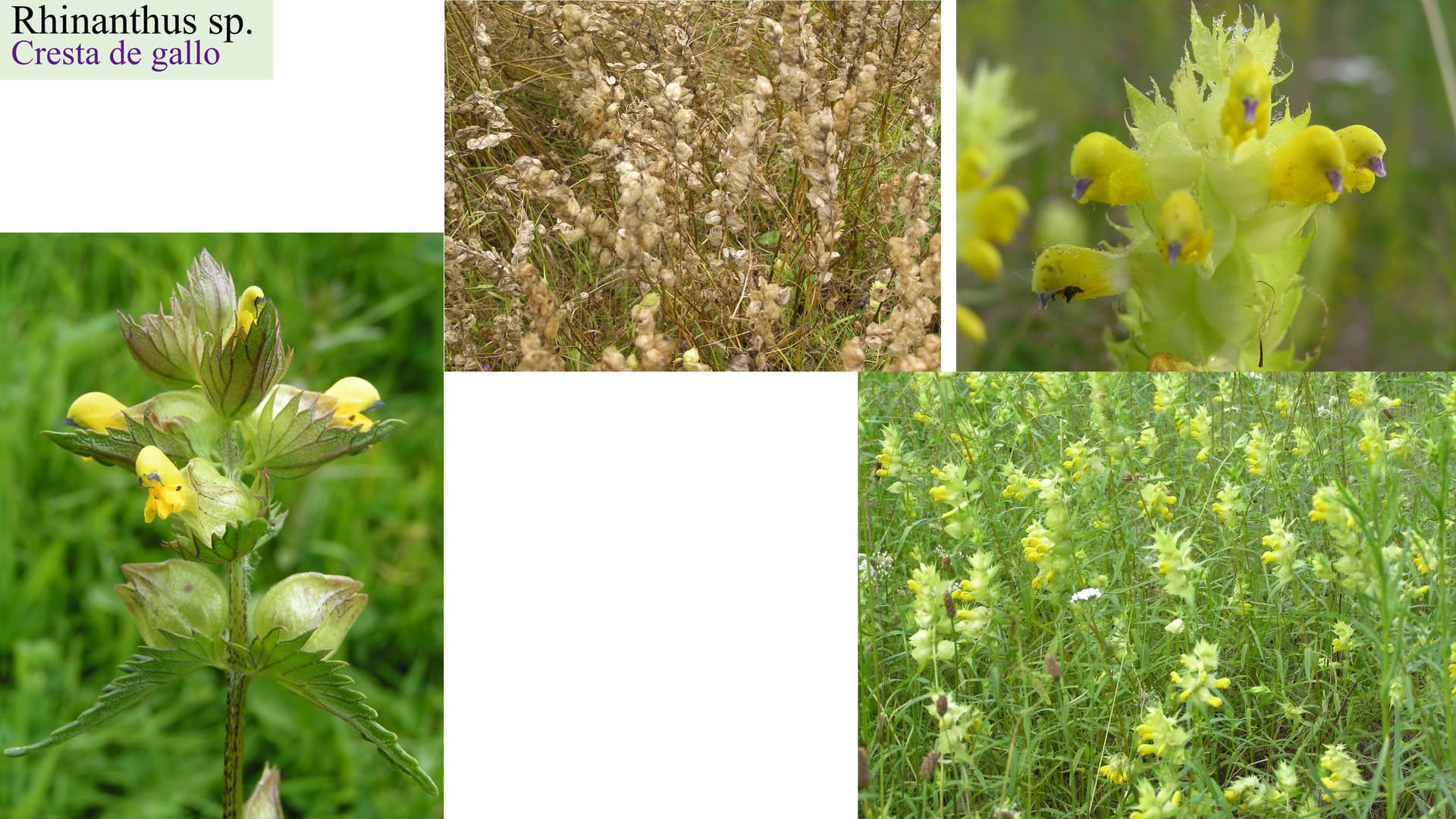 Rhinanthus sp.